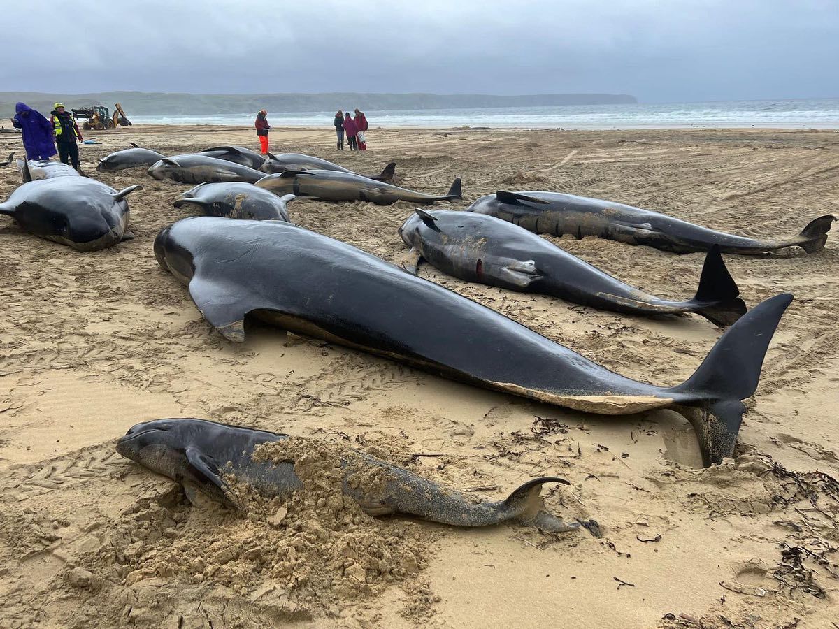 Около 160 дельфинов-гриндов выбросило на побережье Австралии, 28 из них погибли
